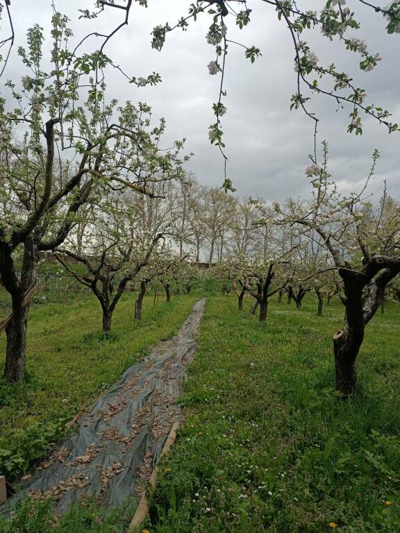 La redazione del Civico 11 visita il frutteto di S. Maria di Campagna