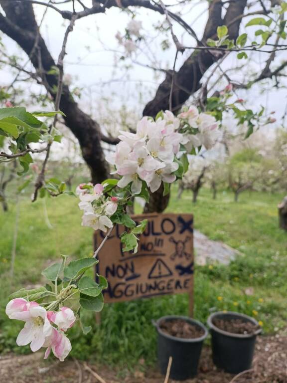 La redazione del Civico 11 visita il frutteto di S. Maria di Campagna